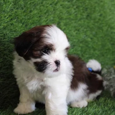 Shih Tzu puppies for sale in Vijayawada