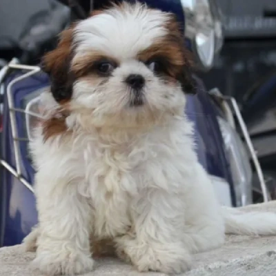 Shih Tzu puppies for sale in Gurgaon