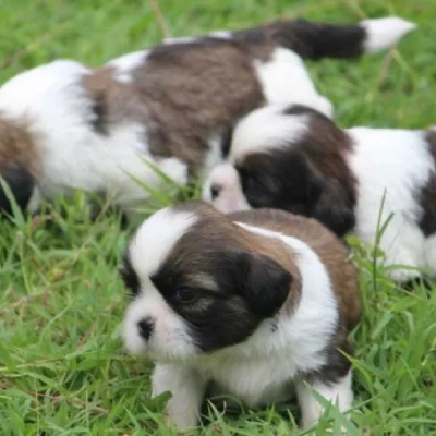 Shih Tzu puppies for sale in Gurgaon