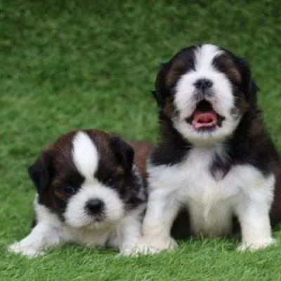 Shih Tzu puppies for sale in Gurgaon