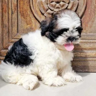 Shih Tzu puppies for sale in Kota