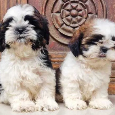 Shih Tzu puppies for sale in Jodhpur