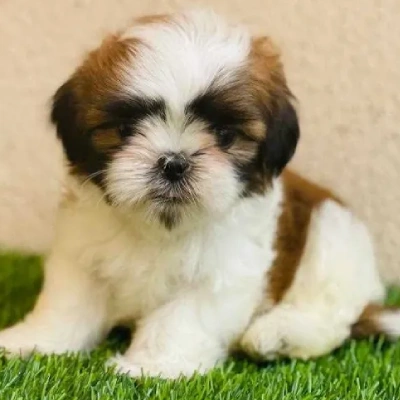 Shih Tzu puppies for sale in Gurgaon