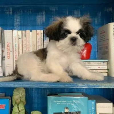 Shih Tzu puppies for sale in Bikaner