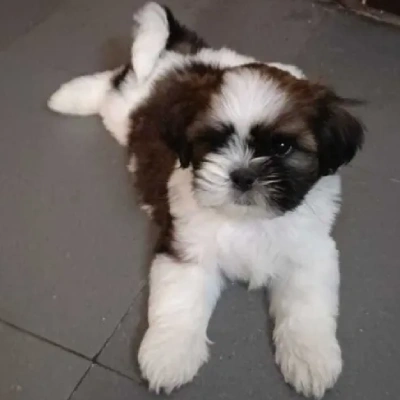 Shih Tzu puppies for sale in Vijayawada