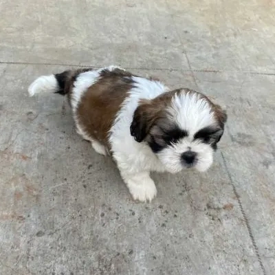 Shih Tzu puppies for sale in Jodhpur