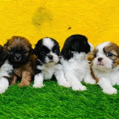 Shih Tzu puppies for sale in Gurgaon