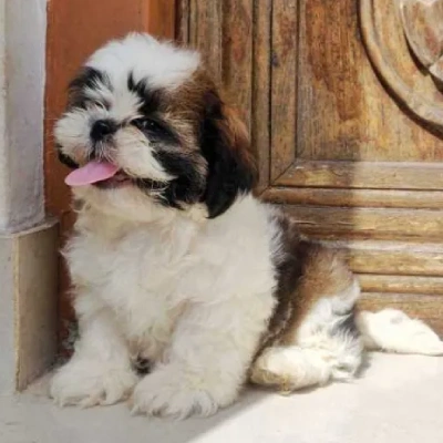 Shih Tzu puppies for sale in Ajmer