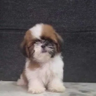 Shih Tzu puppies for sale in Gurgaon