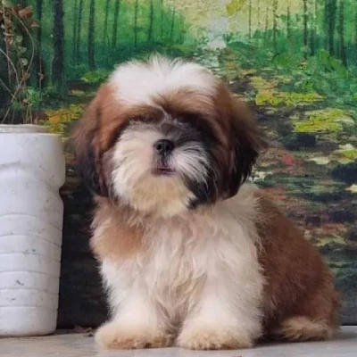 Shih Tzu puppies for sale in Kota