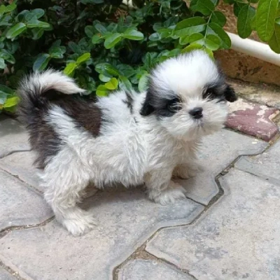 Shih Tzu puppies for sale in Vijayawada