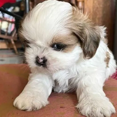 Shih Tzu puppies for sale in Ajmer