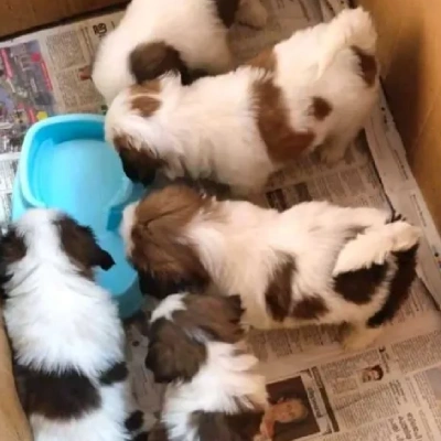 Shih Tzu puppies for sale in Jodhpur