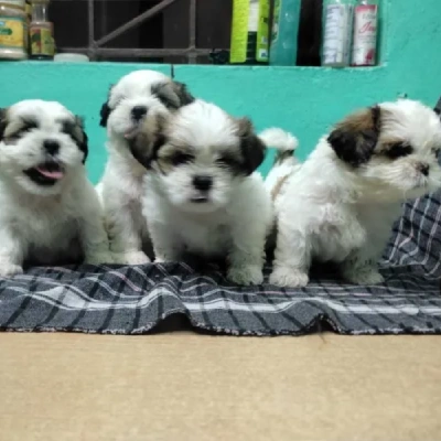 Shih Tzu puppies for sale in Jodhpur