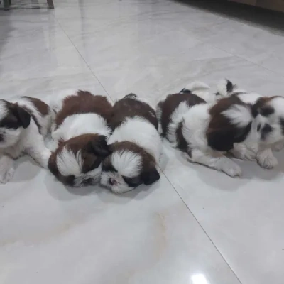 Shih Tzu puppies for sale in Udaipur