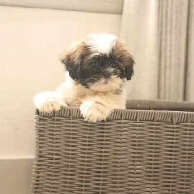 Shih Tzu puppies for sale in Gurgaon