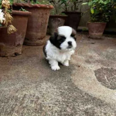 Shih Tzu puppies for sale in Jodhpur