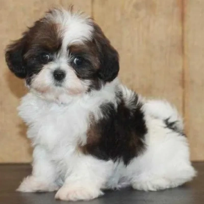 Shih Tzu puppies for sale in Bikaner