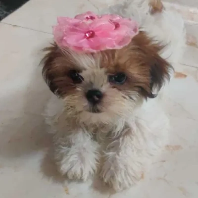 Shih Tzu puppies for sale in Ajmer