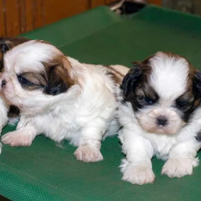 Shih Tzu puppies for sale in Ajmer