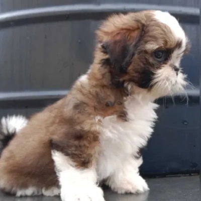 Shih Tzu puppies for sale in Jodhpur