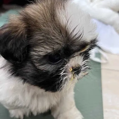 Shih Tzu puppies for sale in Jodhpur