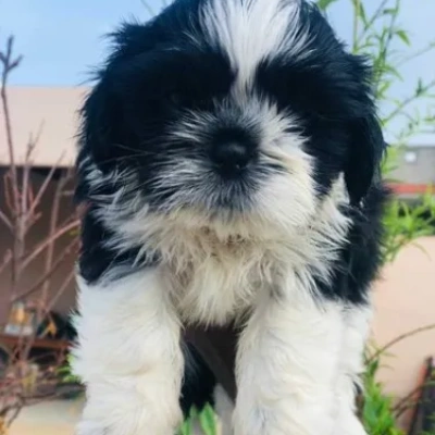 Shih Tzu puppies for sale in Kota