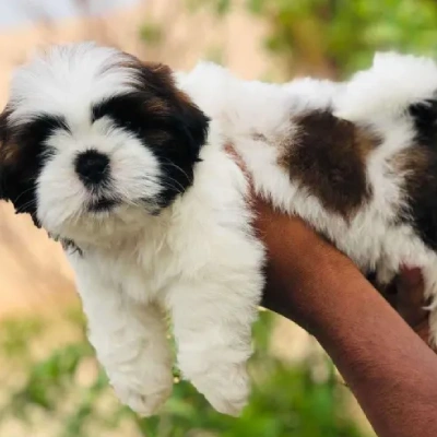 Shih Tzu puppies for sale in Gurgaon