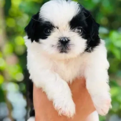 Shih Tzu puppies for sale in Ajmer