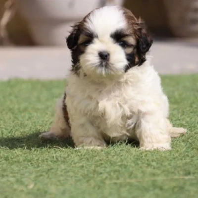 Shih Tzu puppies for sale in Gurgaon