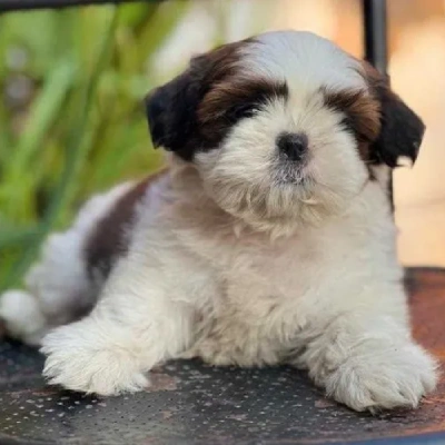 Shih Tzu puppies for sale in Vijayawada