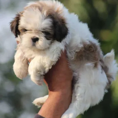 Shih Tzu puppies for sale in Ajmer