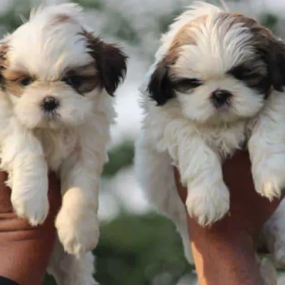 Shih Tzu puppies for sale in Bikaner