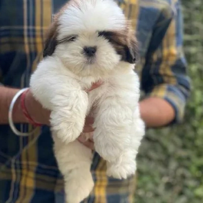 Shih Tzu puppies for sale in Gurgaon