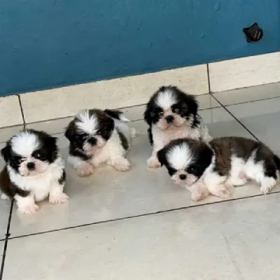 Shih Tzu puppies for sale in Vijayawada