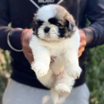 Shih Tzu puppies for sale in Ajmer