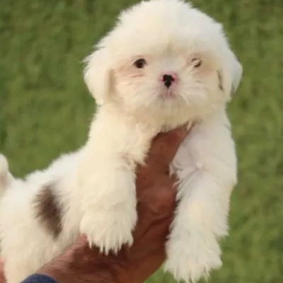 Shih Tzu puppies for sale in Vijayawada