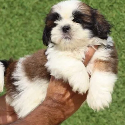 Shih Tzu puppies for sale in Ajmer