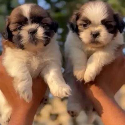 Shih Tzu puppies for sale in Bikaner