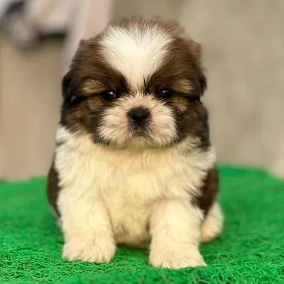 Shih Tzu puppies for sale in Bikaner