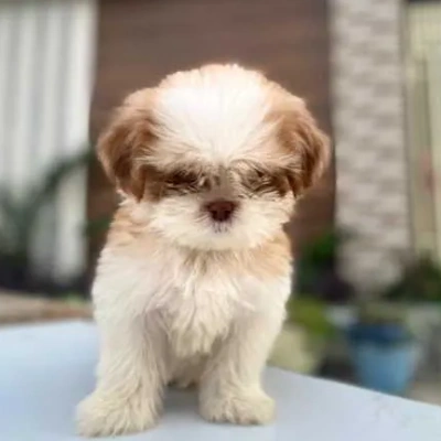 Shih Tzu puppies for sale in Ajmer