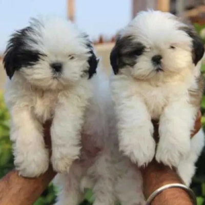 Shih Tzu puppies for sale in Jodhpur