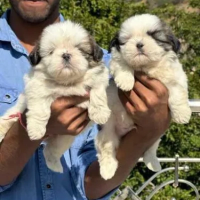 Shih Tzu puppies for sale in Vijayawada