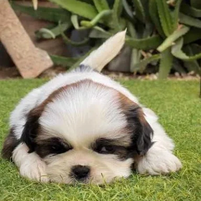 Shih Tzu puppies for sale in Gurgaon