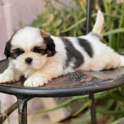 Shih Tzu puppies for sale in Jodhpur