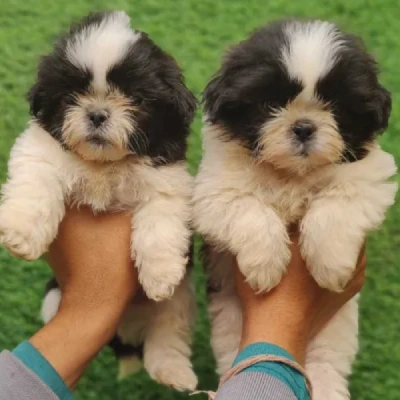 Shih Tzu puppies for sale in Bikaner