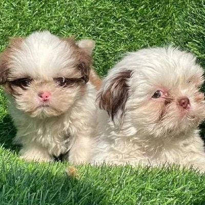 Shih Tzu puppies for sale in Ajmer