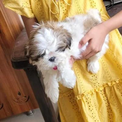 Shih Tzu puppies for sale in Vijayawada