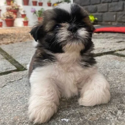 Shih Tzu puppies for sale in Ajmer