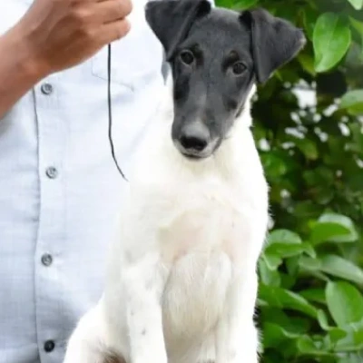 Smooth Fox Terrier puppies for sale in Vijayawada